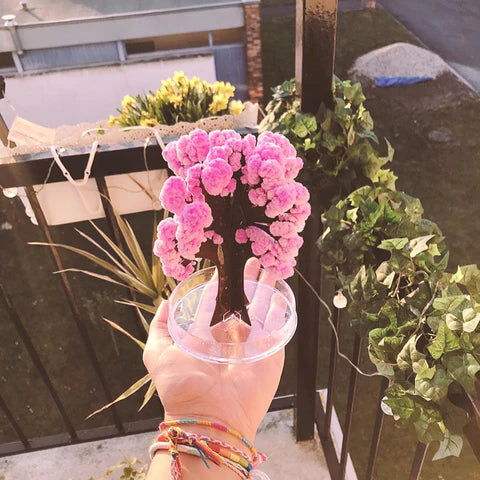 Magic Sakura Blooming Tree